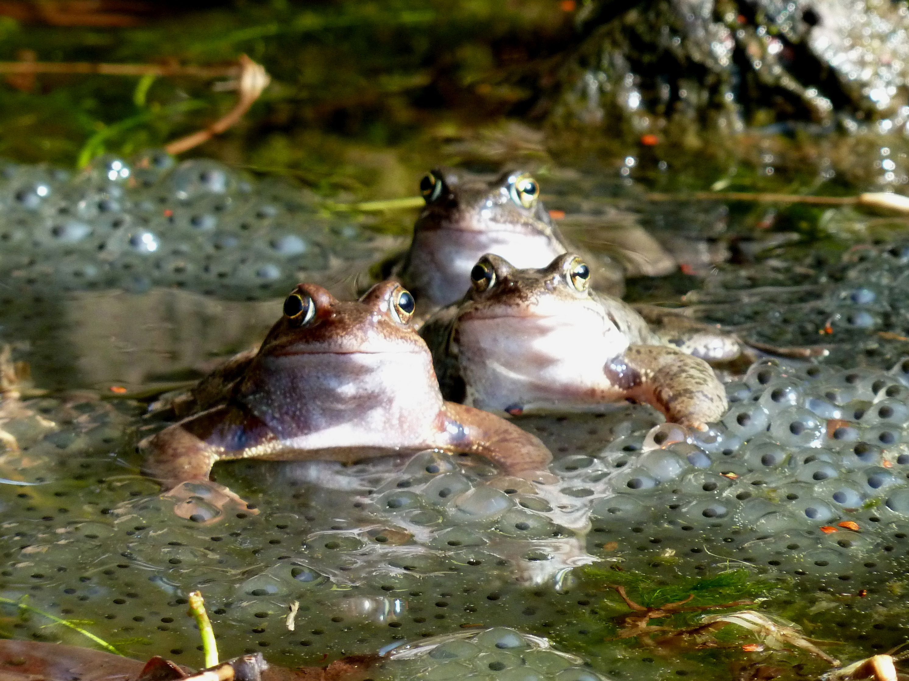 Waterdiertjesdag